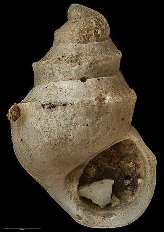 <i>Powellisetia unicarinata</i> Species of gastropod