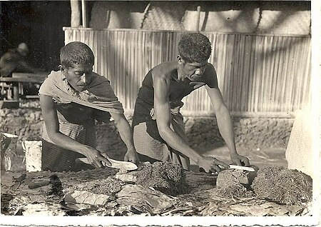 Tập_tin:Preparando_o_tabaco_em_Balibó.jpg