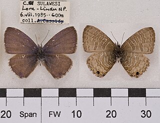 <i>Prosotas pia</i> Species of butterfly