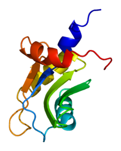 Ақуыз CSTF2T PDB 1p1t.png