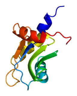 <span class="mw-page-title-main">CSTF2T</span> Protein-coding gene in the species Homo sapiens