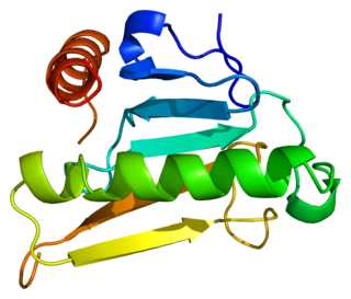 FHIT protein-coding gene in the species Homo sapiens