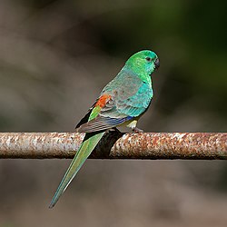 Psephotus haematonotus Newstead, Victoria, Austrálie -male-8c.jpg