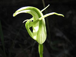 Pterostylis alpina.jpg