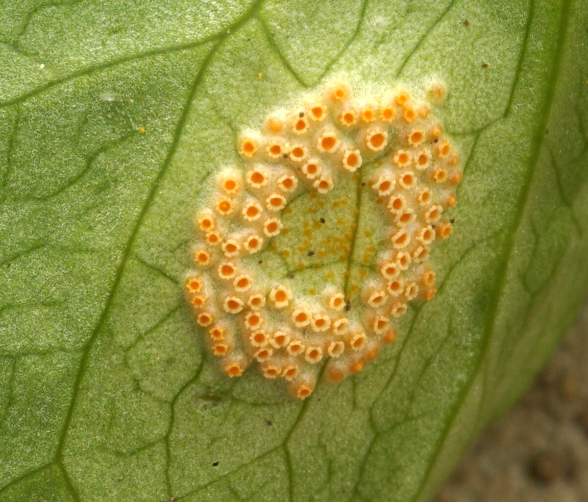 Puccinia wheat rust фото 118