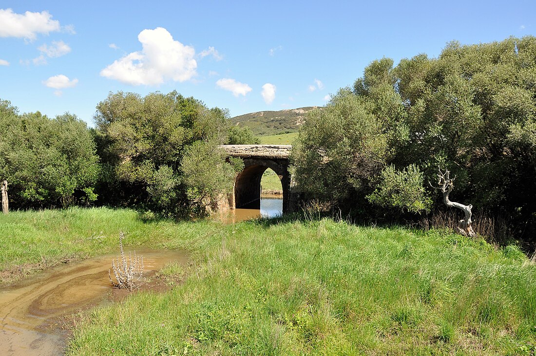 Acebuchales de la Campiña Sur de Cádiz