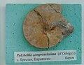 Pulchellia compressissima (d'Orbigny) en:Barremian, en:Brestak, Cr1 455 (Coll. St. Breskovski) at the en:Sofia University 'St. Kliment Ohridski' Museum of Paleontology and Historical Geology