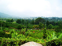 Puncak - Bogor - West Java, Indonesia.