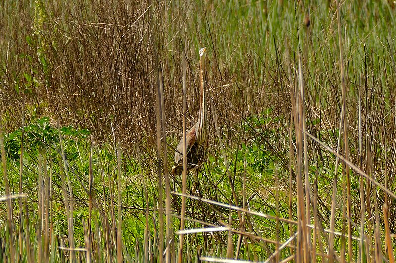 File:Purple Heron (Ardea purpurea) (25627661273).jpg