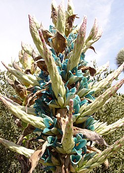 Türkiissiniste õitega alpi puia (Puya alpestris) Huntingtoni botaanikaaias San Marinos Californias