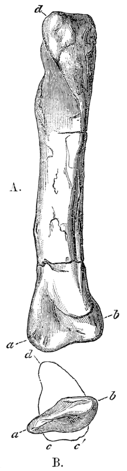 Quarterly Journal of the Geological Society of London, vol. 26 no. 4 fig. 1.png