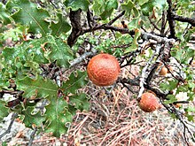 Quercus Pungens.jpg