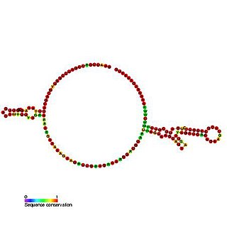 Tobamovirus internal ribosome entry site (IRES)