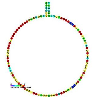 Small nucleolar RNA snR66