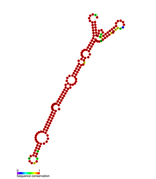 Listeria snRNA rli53: Predicted secondary structure taken from the Rfam database. Family RF01481.