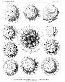 Collosphærida, wie von Adolf Giltsch in Haeckels Bericht über die 