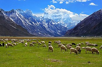 Sheep of Rangdum village Rangdum village grazing fields.jpg