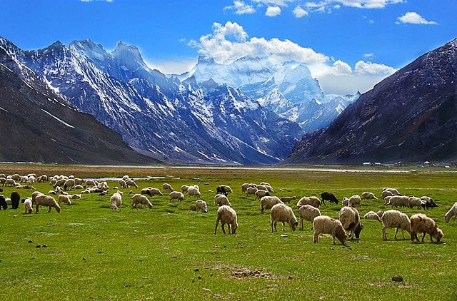 Image: Rangdum village grazing fields