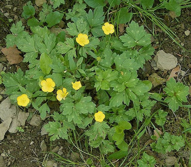 File:Kruipende boterbloem bloem (Ranunculus repens).jpg - Wikimedia Commons