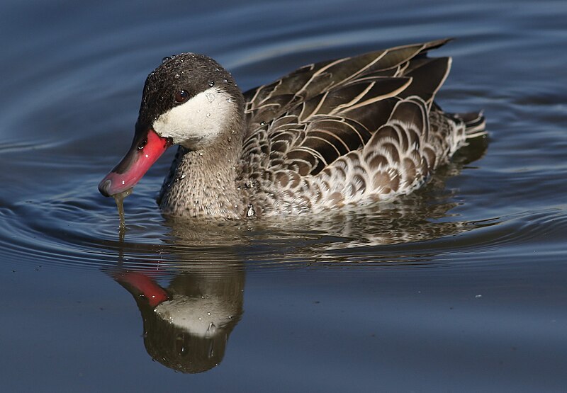 File:Red-billed Teal, Anas erythrorhyncha Marievale Nature Reserve, Gauteng, South Africa.jpg