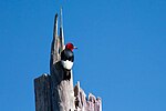 Thumbnail for File:Red-headed woodpecker (18542535423).jpg