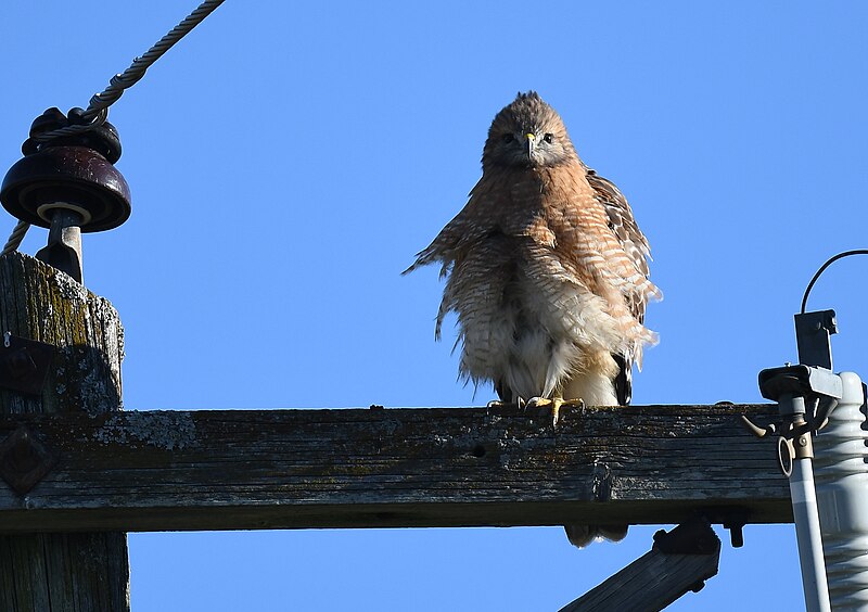 File:Red-shouldered Hawk - 51716847314.jpg