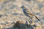 Thumbnail for Red-tailed wheatear