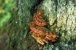 Red heart of pine fruiting bodies.jpg