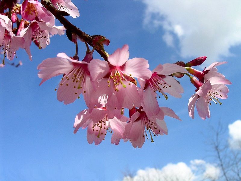 File:Redbuds.jpg