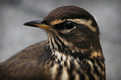 Penn Turdus iliacus (Island)