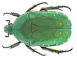 <i>Rhabdotis</i> Genus of beetles