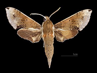 <i>Rhagastis mongoliana</i> Species of moth