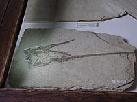 Rhamphorhynchus gemmingi holotype.JPG