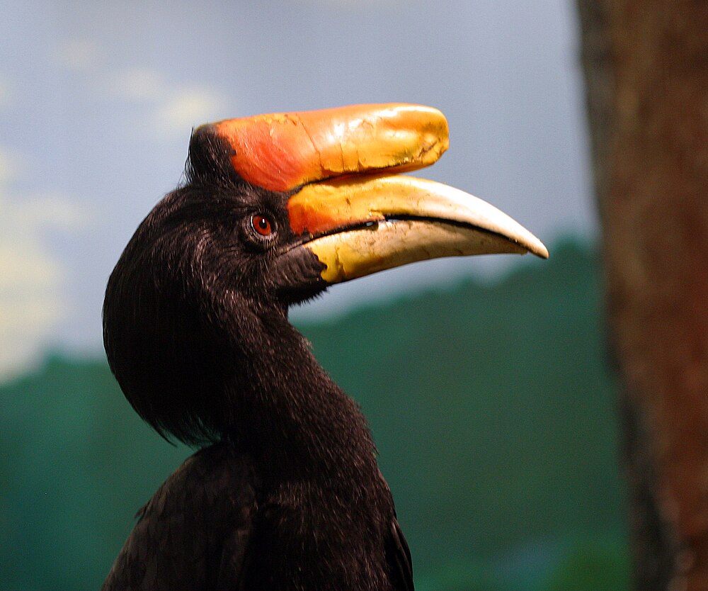  Gambar Burung Enggang  Terbesar Dunia Gambar  Badak di 