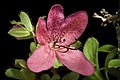 Rhododendron camtschaticum. Plant derived from Kunashir Is..