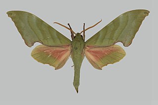 <i>Rhodoprasina viksinjaevi</i> Species of moth