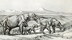 Rhynchotherium.jpg