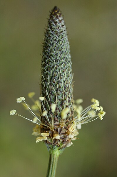 File:Ribwort Plantain (Plantago lanceolata), invasive, Seattle (7518583252).jpg