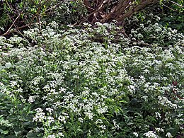 River Ching footpath 10, Cow parsley Anthriscus sylvestris, South Chingford, London, England.jpg