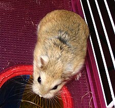 Hamster - Wikipedia