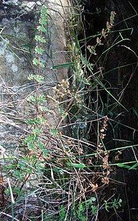 <i>Cheilanthes distans</i> Species of fern in the family Pteridaceae