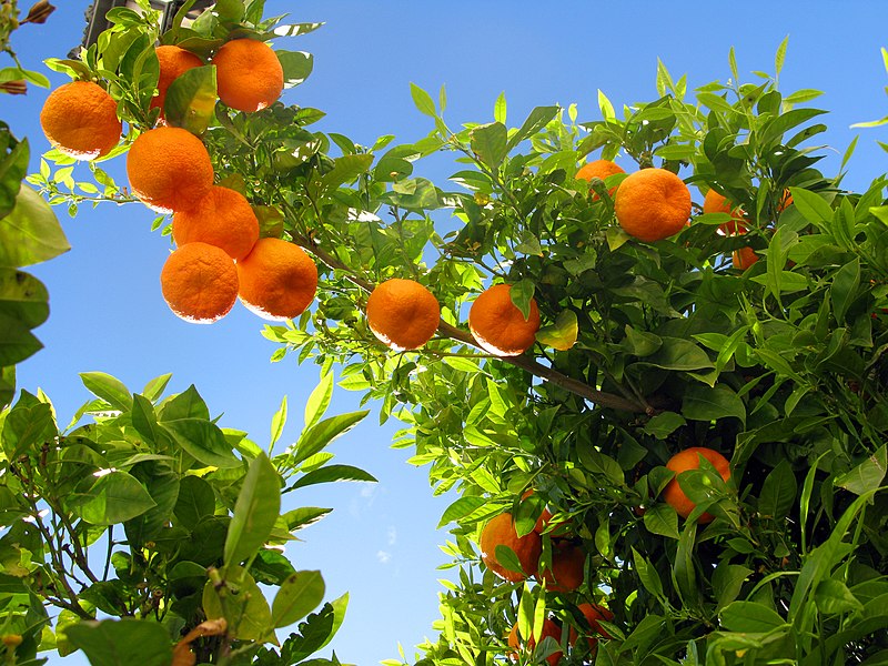 File:Ronda 08 Orange Tree (4579322771).jpg