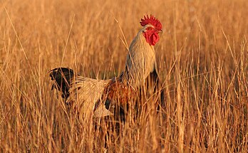 Un coq doré (Gallus gallus) dans une prairie. (définition réelle 1 600 × 989*)