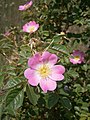 Rosa rubiginosa close-up