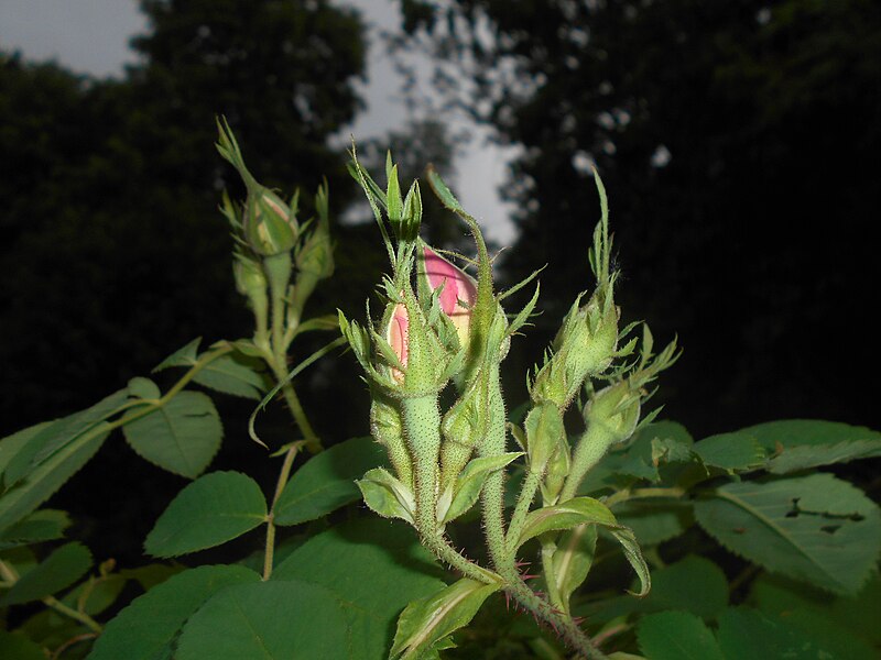 File:Rosa x damascena 2016-05-31 2041.jpg