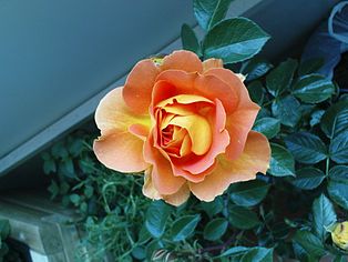 Blooming Rose Goldelse