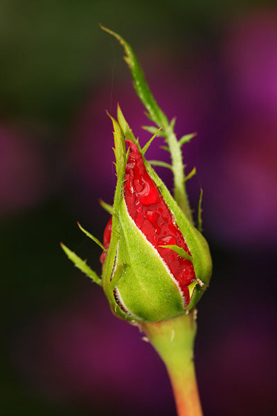 File:Rosebud (2442292928).jpg