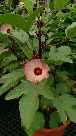 Hibiscus sabdariffa - Wikipedia