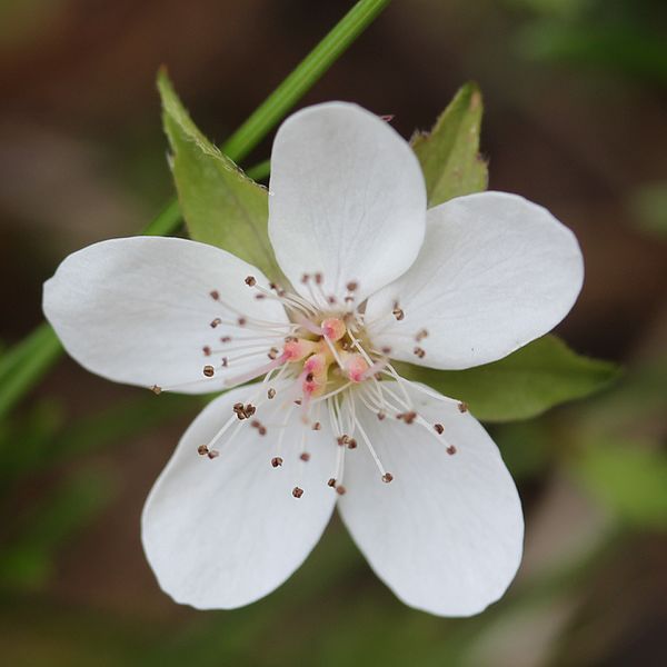 File:Rubus pedatus (flower).JPG