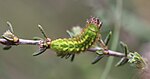Callophrys rubi – Raupe